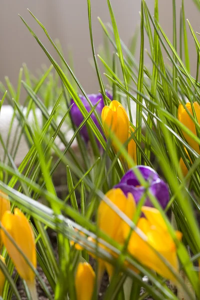 Azafrán de primavera —  Fotos de Stock
