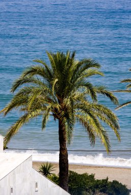 plajda palmiye