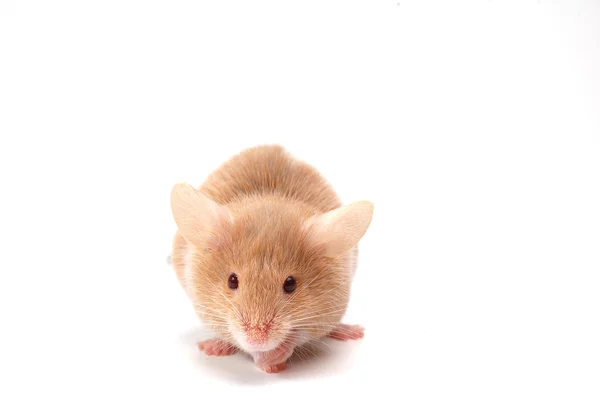 Sladký myš — Stock fotografie