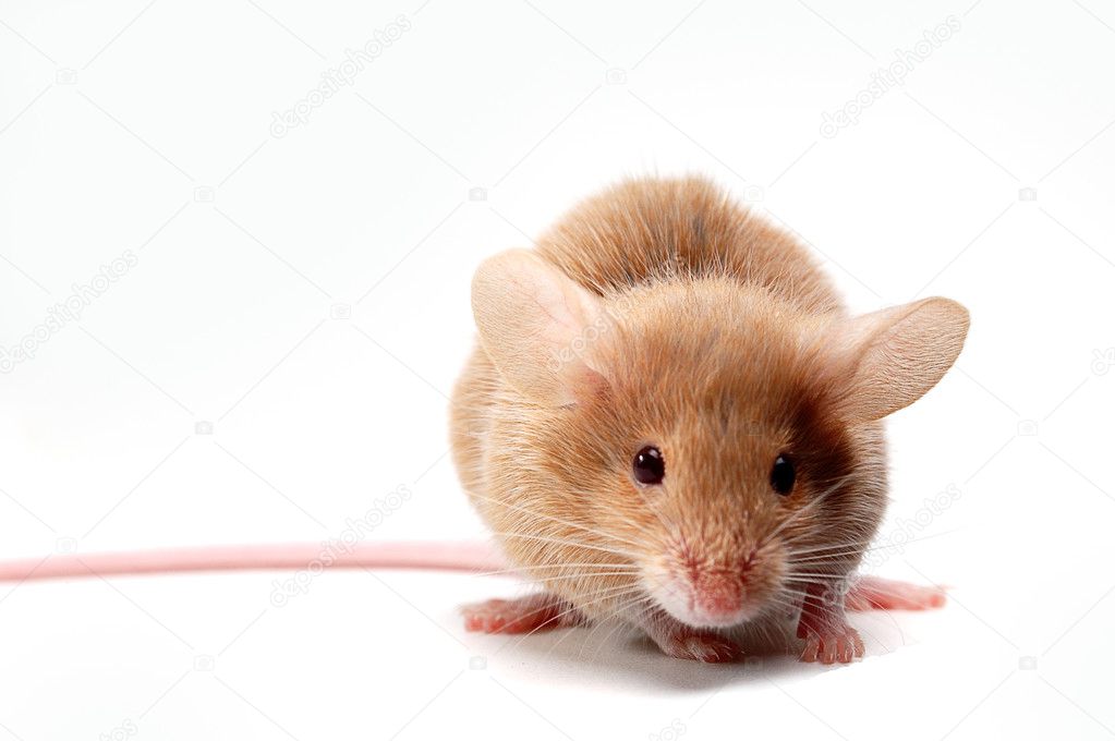 Sweet funny mouse — Stock Photo © ivosar #3219387