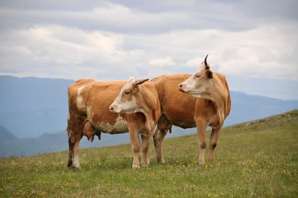 Két tehén Stock Kép