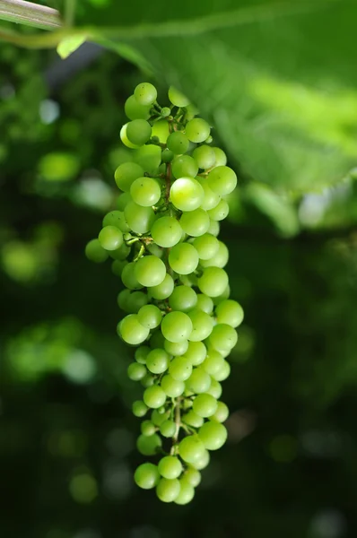 Green grapes Royalty Free Stock Photos