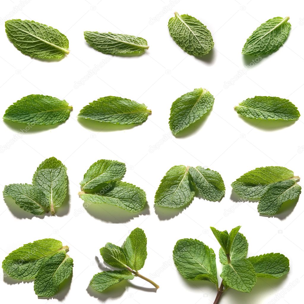 Mint — Stock Photo © angorius 2806780