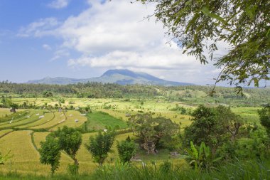 nasıl rice teraslar, bali, Endonezya