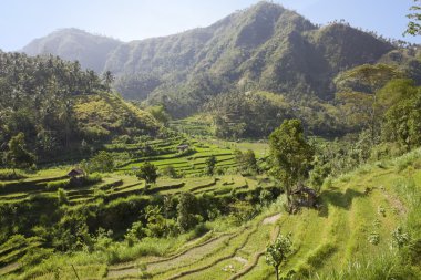 Kind on rice terraces, Bali, Indonesia clipart