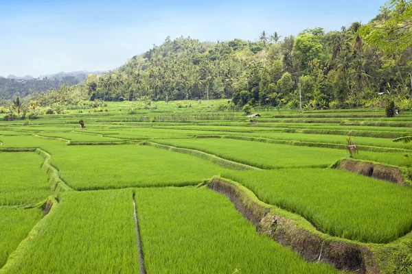Kind on rice terraces, Bali, Indonesia — Stock Photo, Image