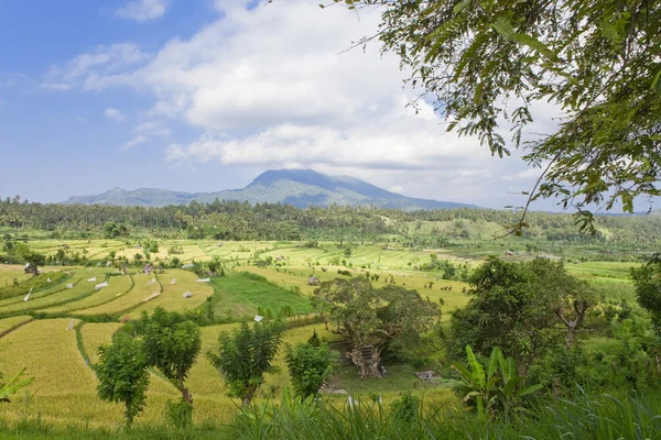 Вид на рисовые террасы, Бали, Индонезия — стоковое фото