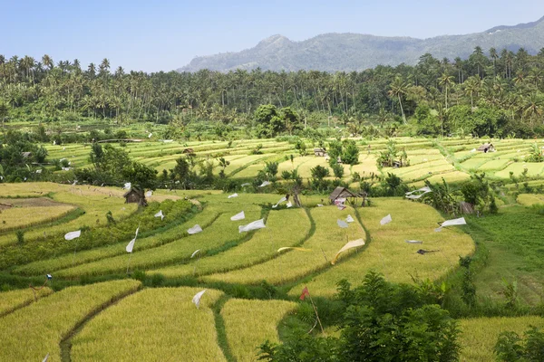 种上水稻梯田，巴厘岛，印度尼西亚 — 图库照片