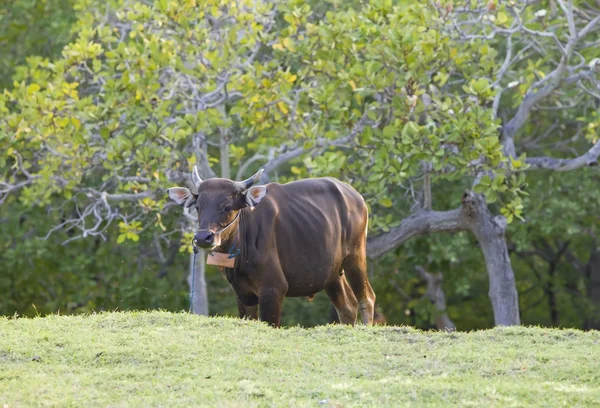 Αγελάδα στο λιβάδι ηλιακή ημέρα — Φωτογραφία Αρχείου