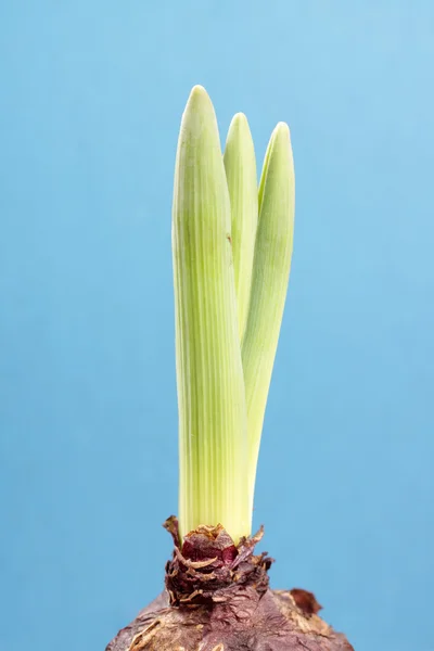 stock image Sprout