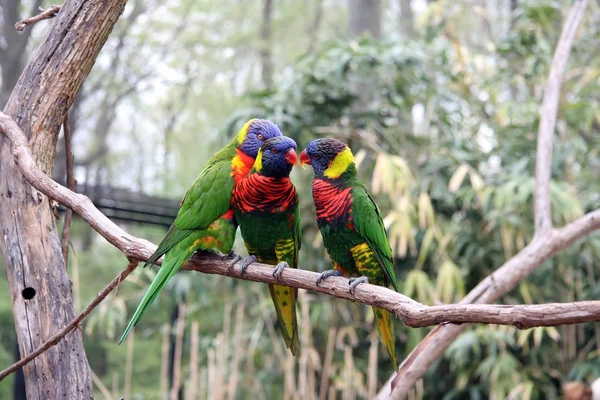 Tři papoušky — Stock fotografie