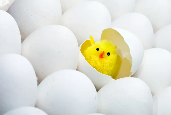 Eggs and newborn chicken — Stock Photo, Image