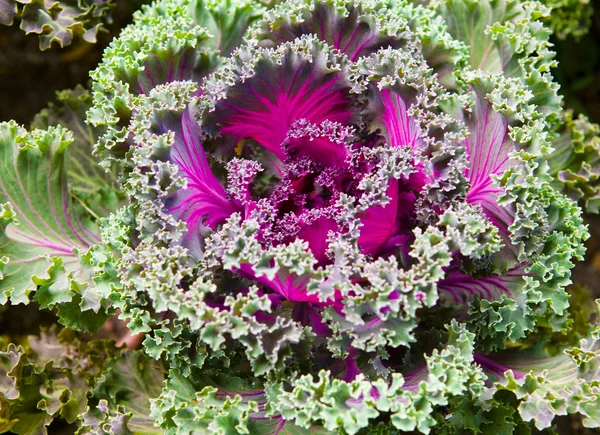 Decorative multi-coloured cabbage — Stock Photo, Image