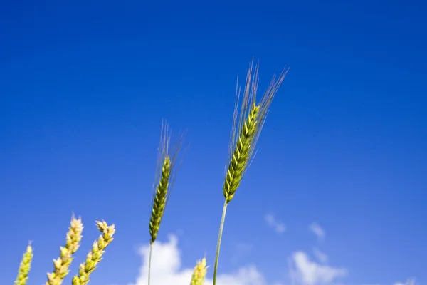 Uszy pszenicy na tle nieba — Zdjęcie stockowe