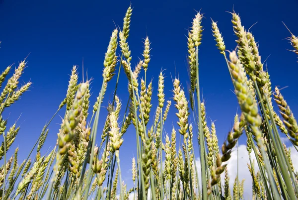 空を背景に小麦の耳 — ストック写真