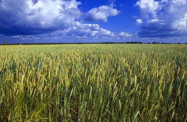 Ears of wheat on sky background — Stock Photo, Image