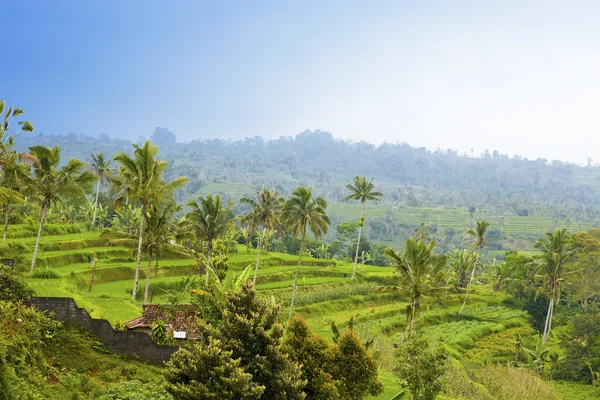 Tipo em terraços de arroz, Bali, Indonésia — Fotografia de Stock