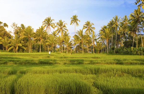 Tipo en terrazas de arroz, Bali, Indonesia —  Fotos de Stock