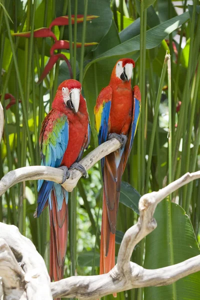 A bright red macaw parrot, sitting on a — Stock Photo, Image