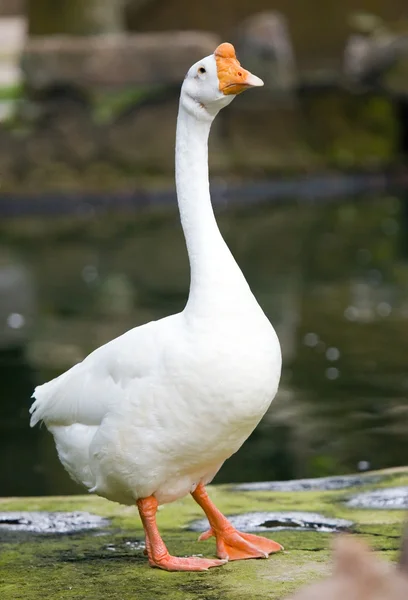 Goose — Stock Photo, Image