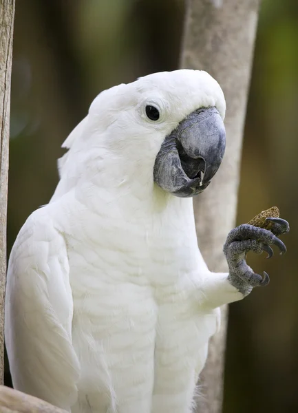 Krásný papoušek — Stock fotografie