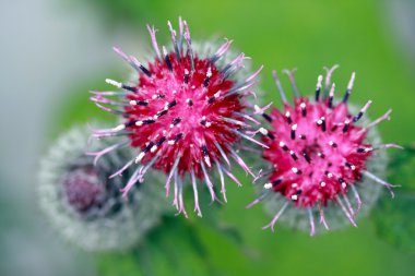 thistle çiçek