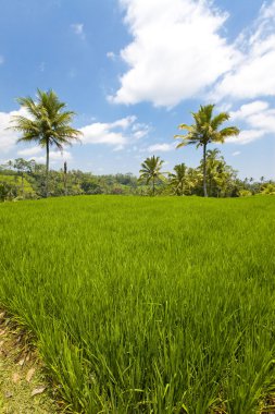 nasıl rice teraslar, bali, Endonezya