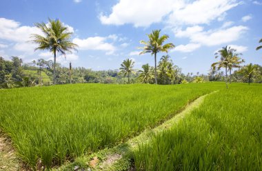 Kind on rice terraces, Bali, Indonesia clipart