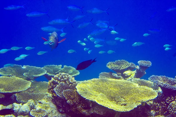 Ryby w thrickets korale — Zdjęcie stockowe