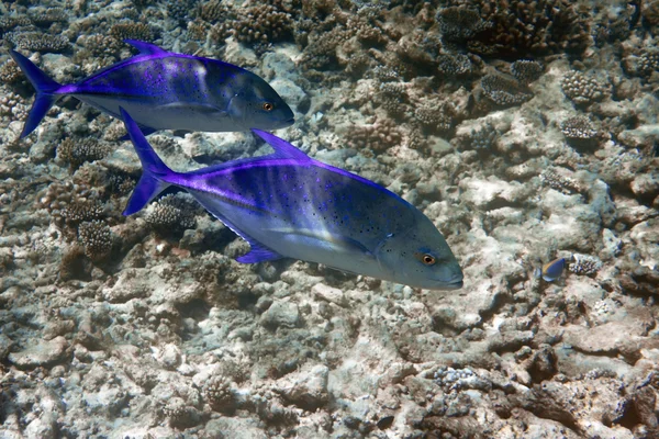 stock image Fishes in thrickets of corals