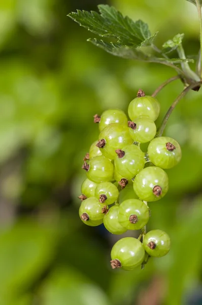 Unripe currant on branch — Stock Photo, Image