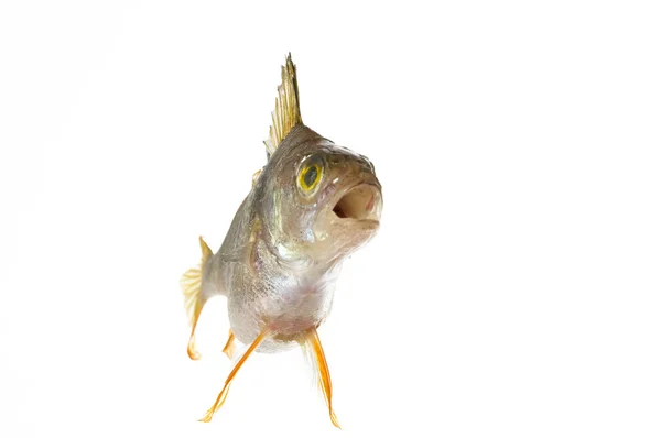 魚 — ストック写真