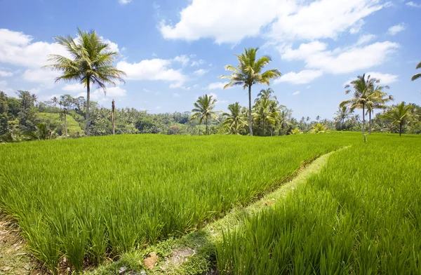 Druhu na rýžové terasy, bali, Indonésie — Stock fotografie