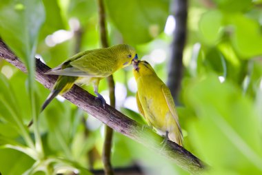 Budgerigars are kissed on branch clipart