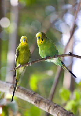 Budgerigars dalı