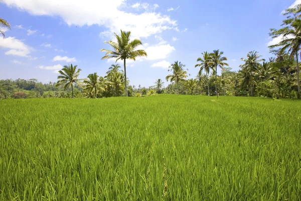 Terrazze di riso, Bali, Indonesia — Foto Stock