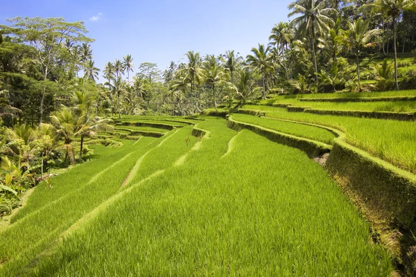 Tarasy ryżowe, Bali, Indonezja — Zdjęcie stockowe