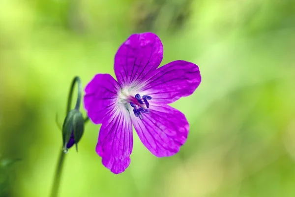 Una de las primeras flores de primavera tiene blos — Foto de Stock