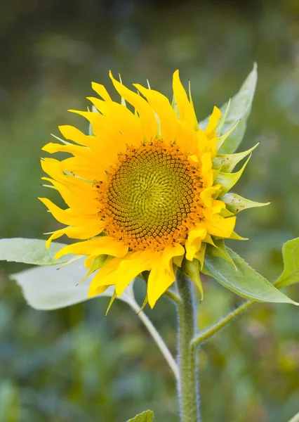 Flower of sunflower close-up — Stock Photo, Image