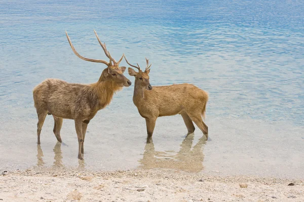 Dwa jelenie w Oceanie — Zdjęcie stockowe
