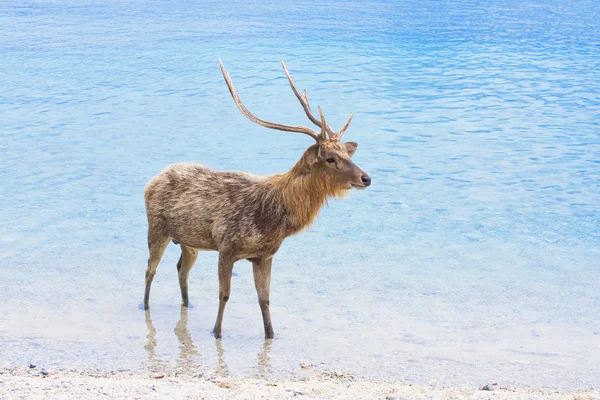 Deer with big horns in ocean — Stock Photo, Image