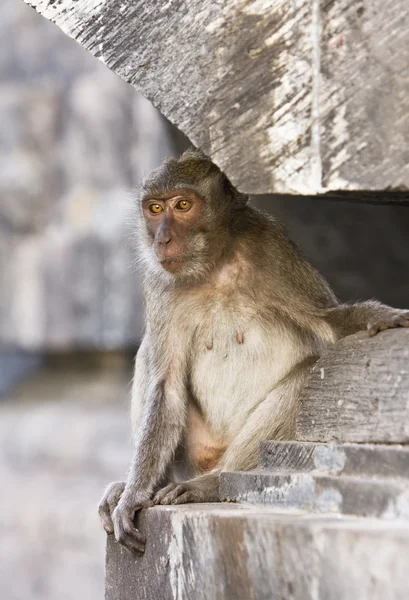Bali, Indonésia. Macacos no templo . — Fotografia de Stock