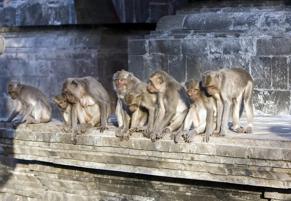 Bali, indonesien. Affen im Tempel. — Stockfoto