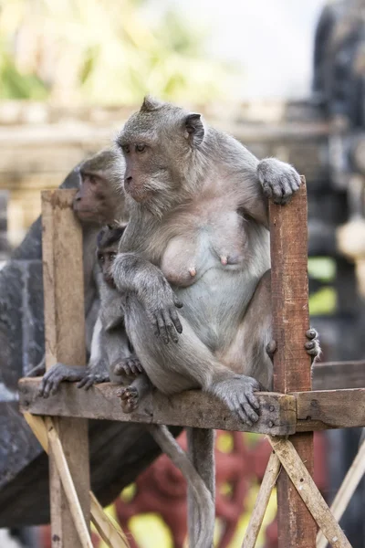 Μπαλί, Ινδονησία. πίθηκοι στο ναό. — Φωτογραφία Αρχείου
