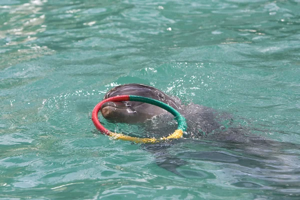 Der Delphin spielt einen farbigen Reifen — Stockfoto