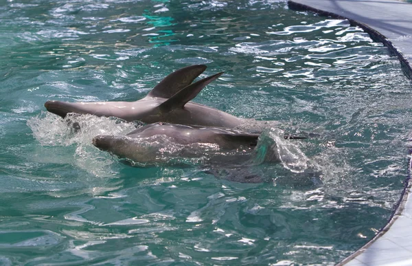 Delfiny gra — Zdjęcie stockowe