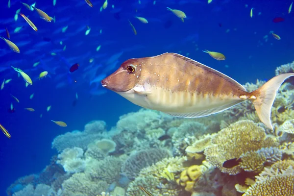 stock image Indian ocean. Fishes in corals