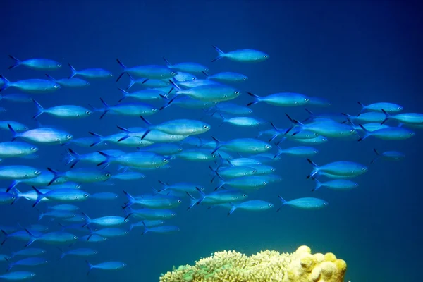 Océano Índico. Peces en corales — Foto de Stock