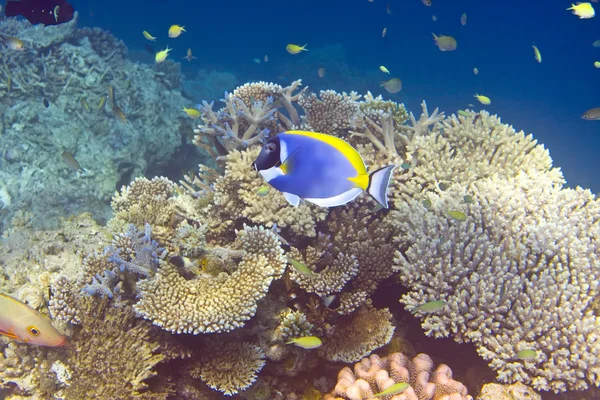 Indischer Ozean. Fische in Korallen — Stockfoto
