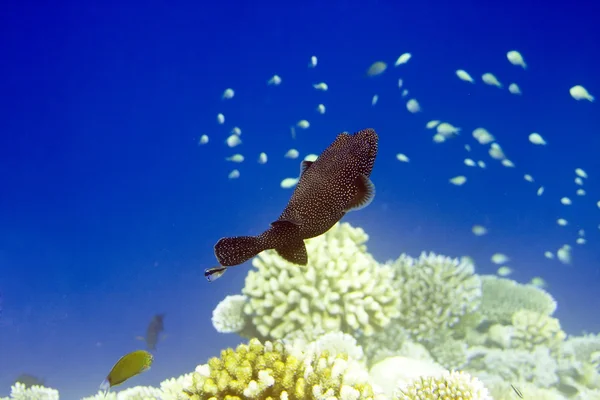 Indiska oceanen. fiskar i koraller — Stockfoto
